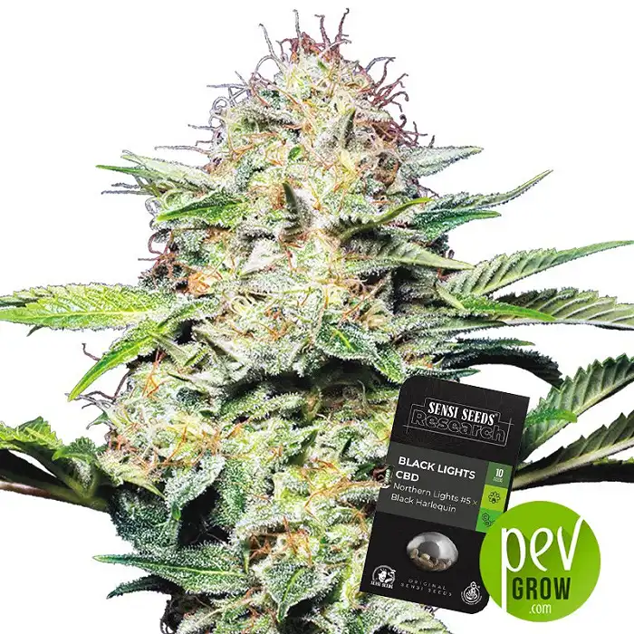 Black Lights CBD Auto - Sensi Seeds