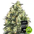 Double Kush Cake Auto - Sensi Seeds