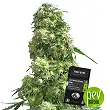 Afghan Pearl CBD Auto - Sensi Seeds