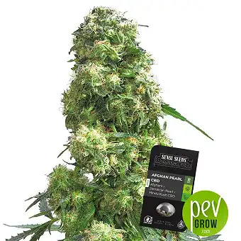 Afghan Pearl CBD Auto - Sensi Seeds
