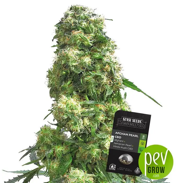 Afghan Pearl CBD Auto - Sensi Seeds