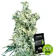 Skunk Dream CBD - Sensi Seeds Skunk Dream CBD - Sensi Seeds