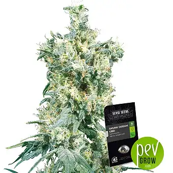 Skunk Dream CBD - Sensi Seeds