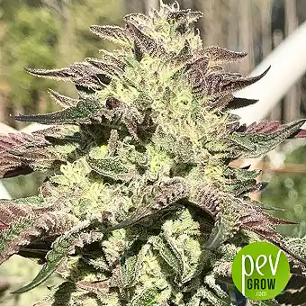 Purple City Genetics - Orange 76 - Seedling - San Diego, Vista