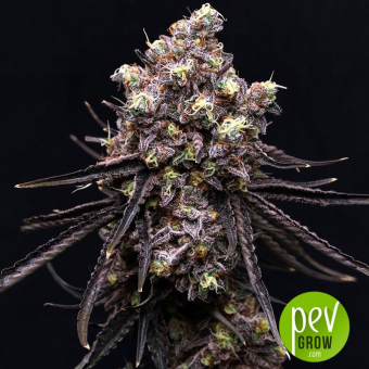 MAC x Purple Punch - Purple City Genetics