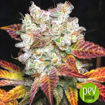 Runtz x Strawnana - Purple City Genetics
