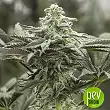 Lemon Citron - Humboldt Seeds
