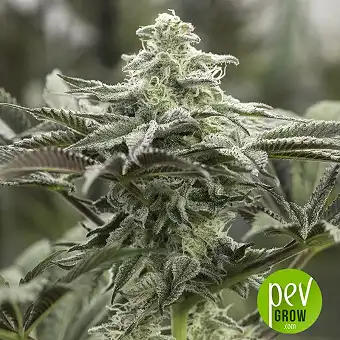 Lemon Citron - Humboldt Seeds