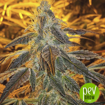 Gelato 41 Auto