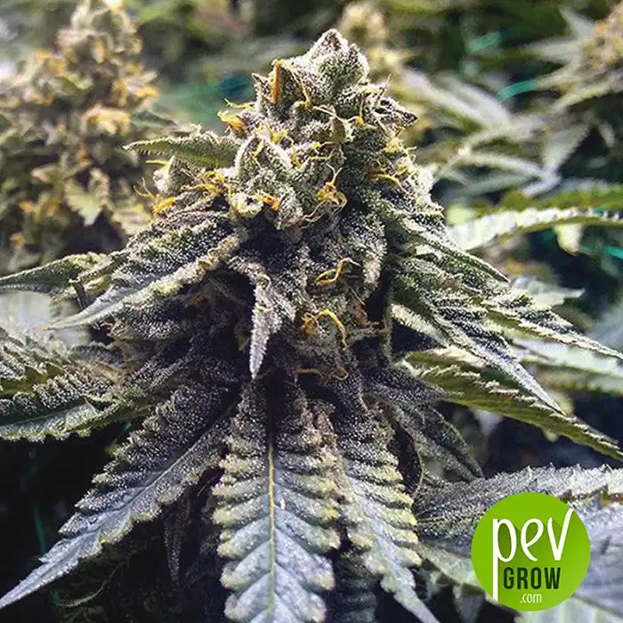 Chocolate Mint OG Auto - Humboldt Seeds