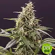 Chem Bomb Auto - Humboldt Seeds