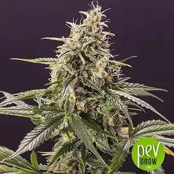 Chem Bomb Auto - Humboldt Seeds