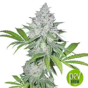 Gorilla Snow Ultra CBD - Elite Seeds