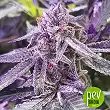 Purple Shot - Exotic Seeds Purple Shot - Exotic Seeds