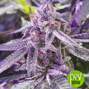 Purple Shot - Exotic Seeds