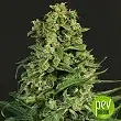 Sir Jack Auto CBD - Exotic Seeds Sir Jack Auto CBD - Exotic Seeds