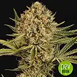 Herz OG Auto - Exotic Seeds Herz OG Auto - Exotic Seeds
