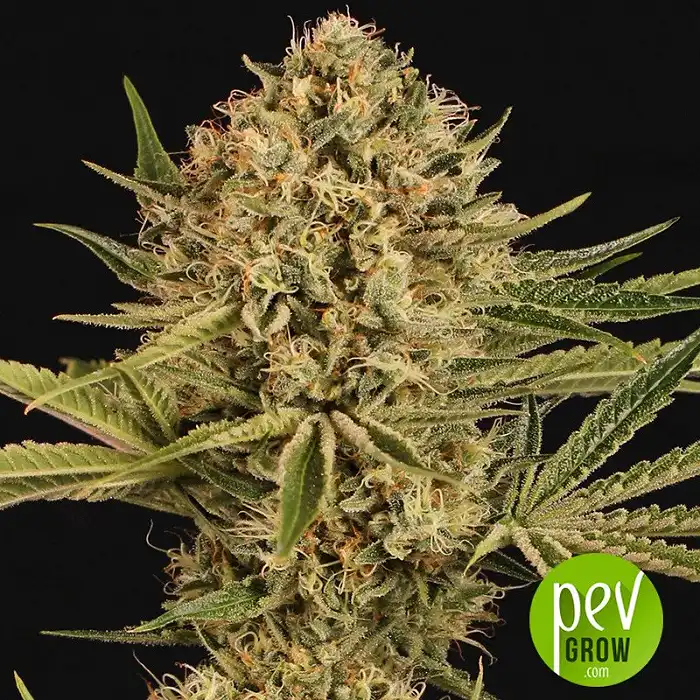 Herz OG Auto - Exotic Seeds