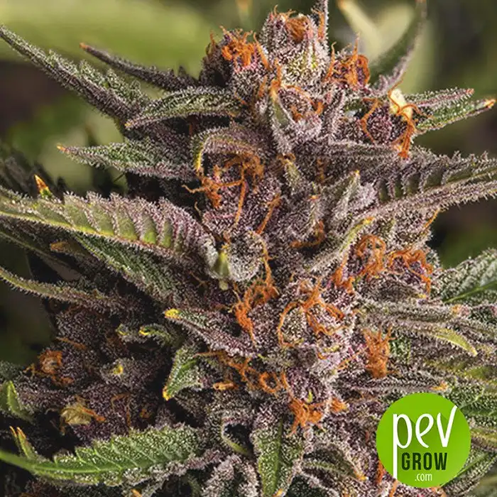 Tropical Fuel - Exotic Seeds