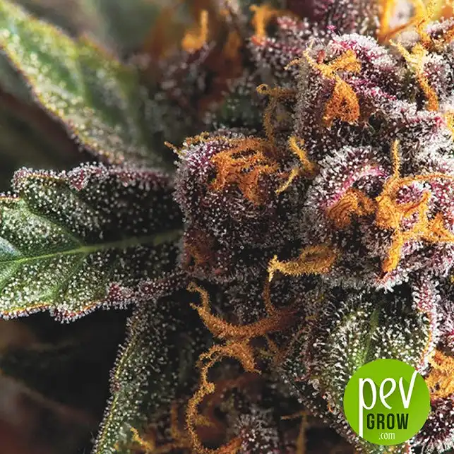 Tropical Fuel planta - Exotic Seeds