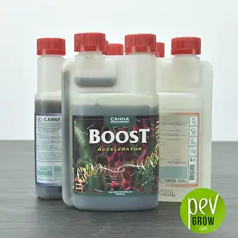 Boost Accelerator Canna