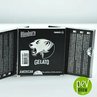 Gelato Blimburn Seeds