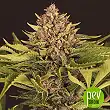 Strawberry Cola Auto - Exotic Seeds Strawberry Cola Auto - Exotic Seeds