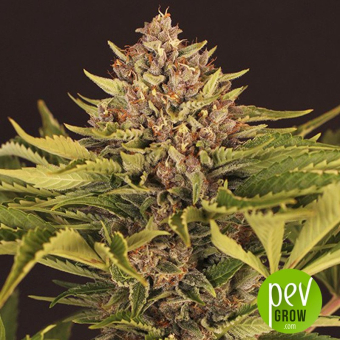 Strawberry Cola Auto