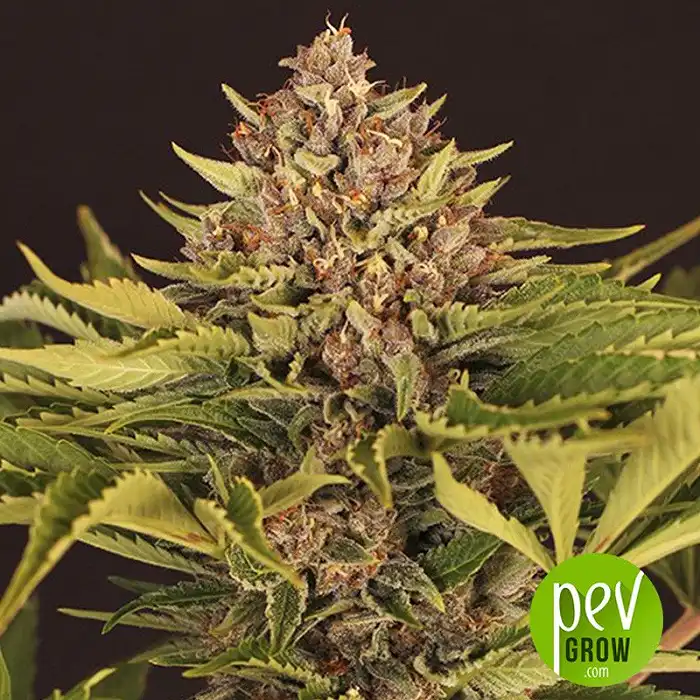 Strawberry Cola Auto - Exotic Seeds