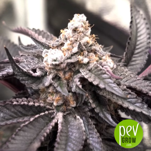 Cloud Walker / Green House Seeds Effet psychédélique TOP