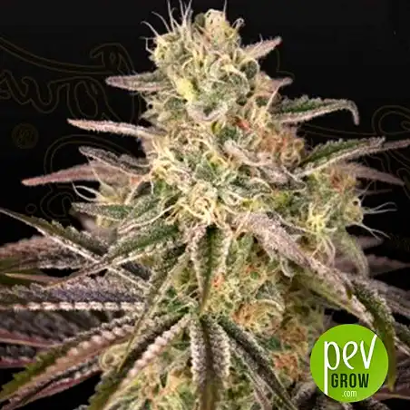 Cloud Walker plante - Green House