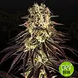 Kong’s Krush - Green House Seeds Kong’s Krush - Green House Seeds