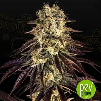 Kong’s Krush - Green House Seeds