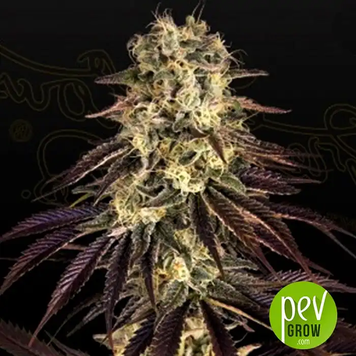 Kong’s Krush - Green House Seeds