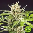 Wedding Cake Auto - Philosopher Seeds