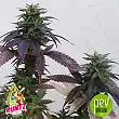 Runtz plant - PEV Seeds