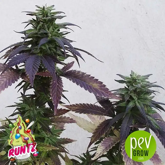 Runtz plant - PEV Seeds