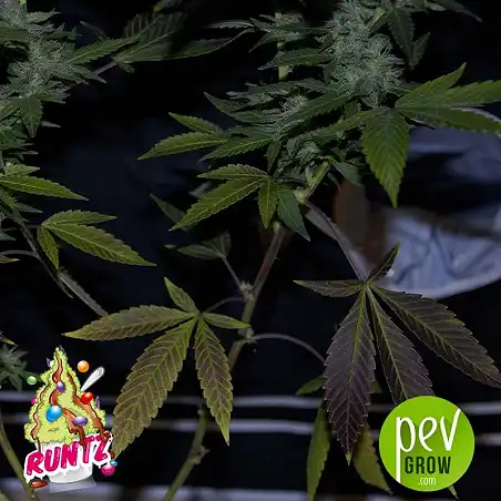 Runtz detalle - PEV Seeds