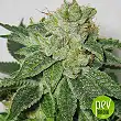 MK-Ultra Cake - TH Seeds