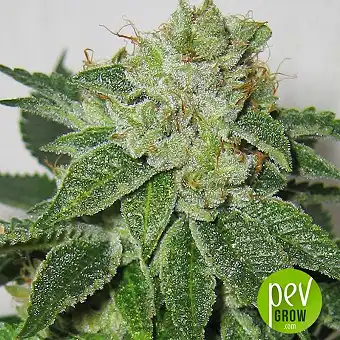 MK-Ultra Cake - TH Seeds