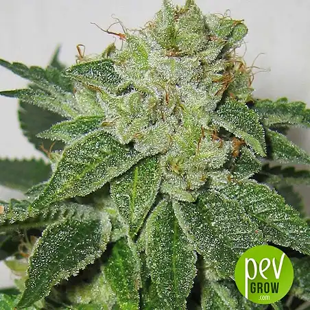 MK-Ultra Cake - TH Seeds