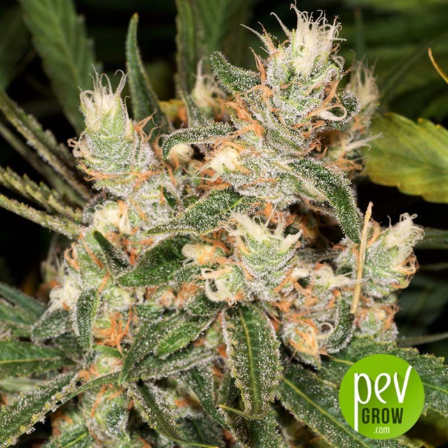Aj Sour Diesel X Key Lime Pie By Purple City Genetics