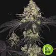 Sunset Paradise - Paradise Seeds