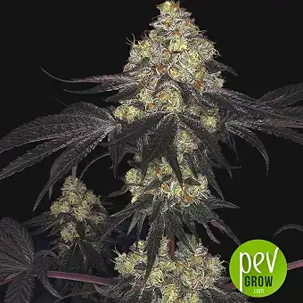 Sunset Paradise - Paradise Seeds