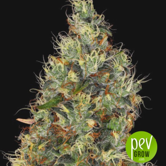 Rainbow Road - Paradise Seeds