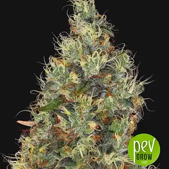 Rainbow Road - Paradise Seeds
