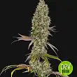Rainbow Road plant - Paradise Seeds