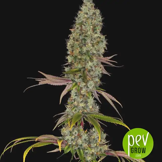 Rainbow Road planta - Paradise Seeds