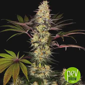 El Dorado OG - Paradise Seeds