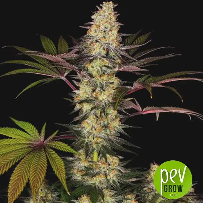 El Dorado OG - Paradise Seeds